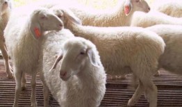 育肥羊爆料视频最新消息,揭秘羊羔育肥行业最新动态