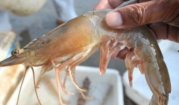 大虾养殖爆料图片高清视频,大虾养殖全过程，带你领略海洋养殖新风采