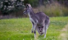 爆料袋鼠妈妈视频大全,温馨瞬间，见证成长