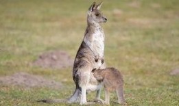 爆料袋鼠妈妈视频大全,温馨瞬间，见证成长