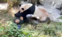 熊猫饲养员最新爆料新闻,最新爆料揭示国宝生活幕后真相