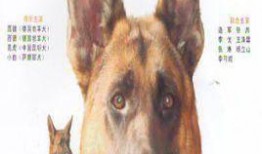 电影警犬赤龙在线观看,忠诚守护，热血追踪