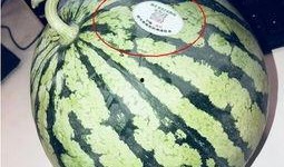 乌鲁木齐网红吃瓜,探寻城市美食新风尚