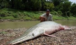 新闻爆料鳄雀鳝是真的吗,揭秘这一神秘水生生物的真相