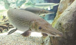 新闻爆料鳄雀鳝是真的吗,揭秘这一神秘水生生物的真相