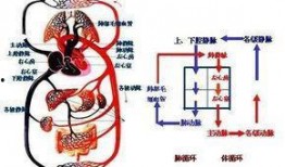 特别病栋全集在线观看,揭秘生死边缘的惊心动魄故事