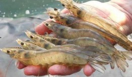 大虾养殖爆料图片高清视频,大虾养殖全过程，带你领略海洋养殖新风采