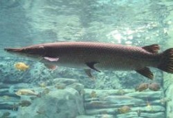 新闻爆料鳄雀鳝是真的吗,揭秘这一神秘水生生物的真相