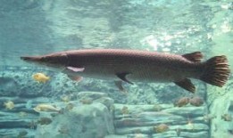 新闻爆料鳄雀鳝是真的吗,揭秘这一神秘水生生物的真相